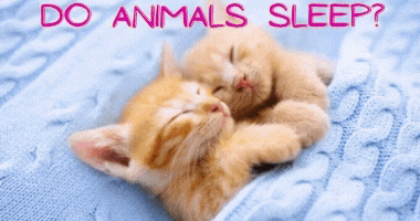 English Listening Made Fun! Do Animals Sleep?